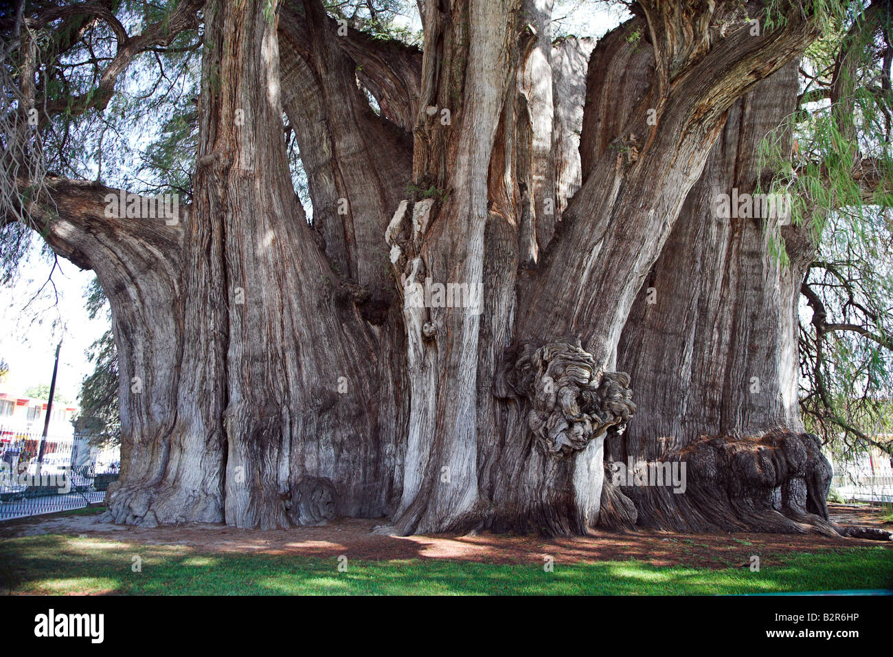 árbol tule en oaxaca mexico fotografías e imágenes de alta resolución