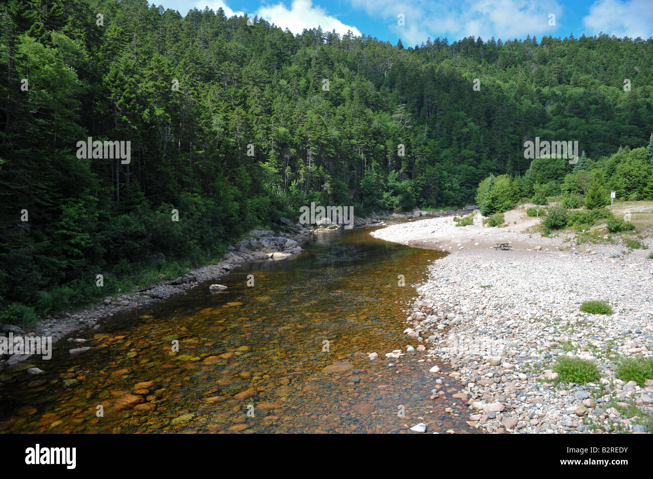 Gran río de salmones en el parque nacional fundy de Nueva