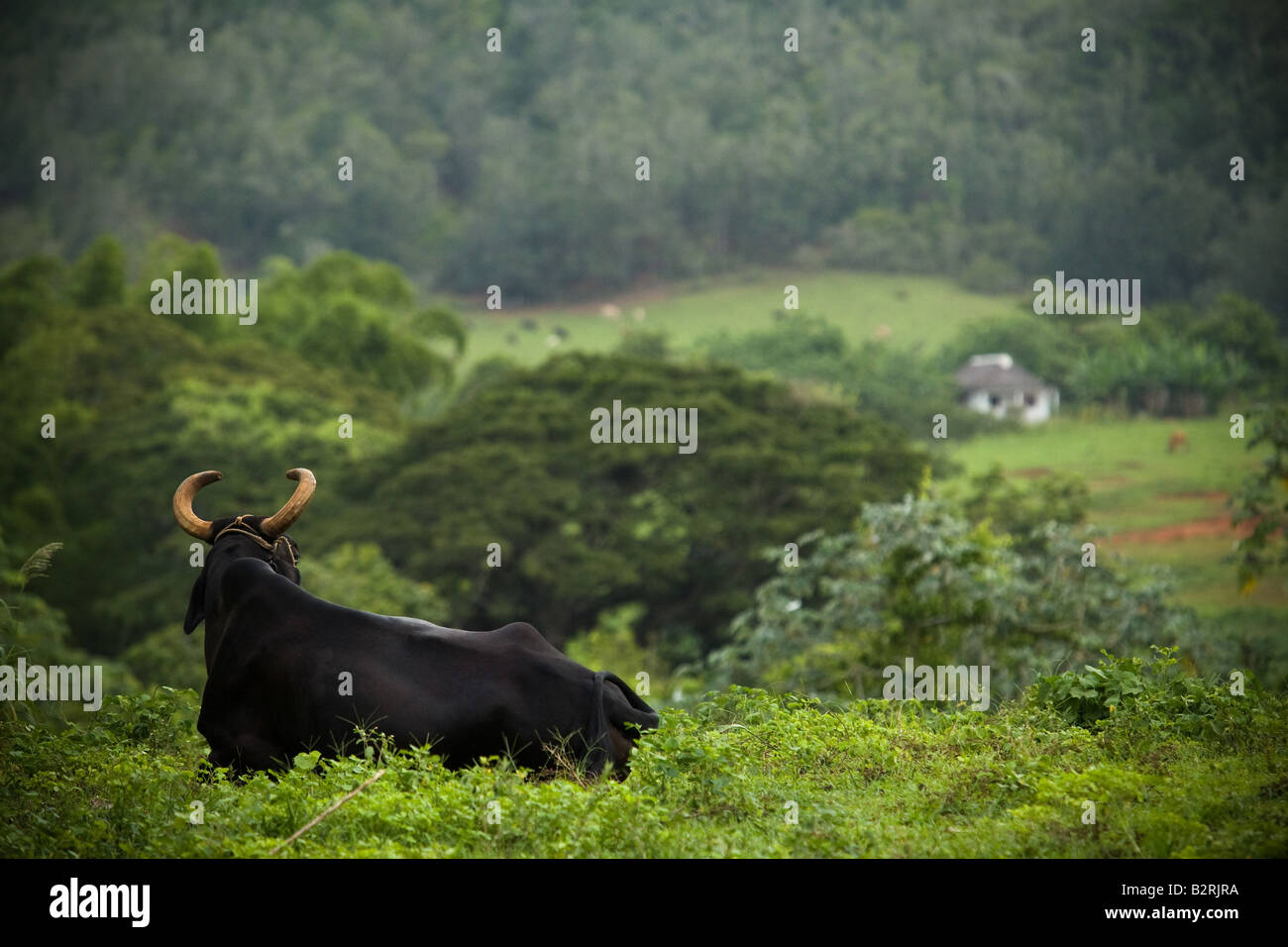 Bull acostado en un campo cerca de Viñales, Cuba Foto de stock