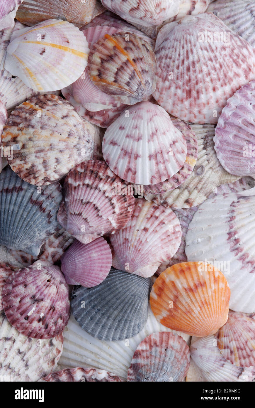 Una variedad de conchas de abanico Argopecten gibbus Atlantic calico conchas mostrando tremenda polimorfismo. Foto de stock