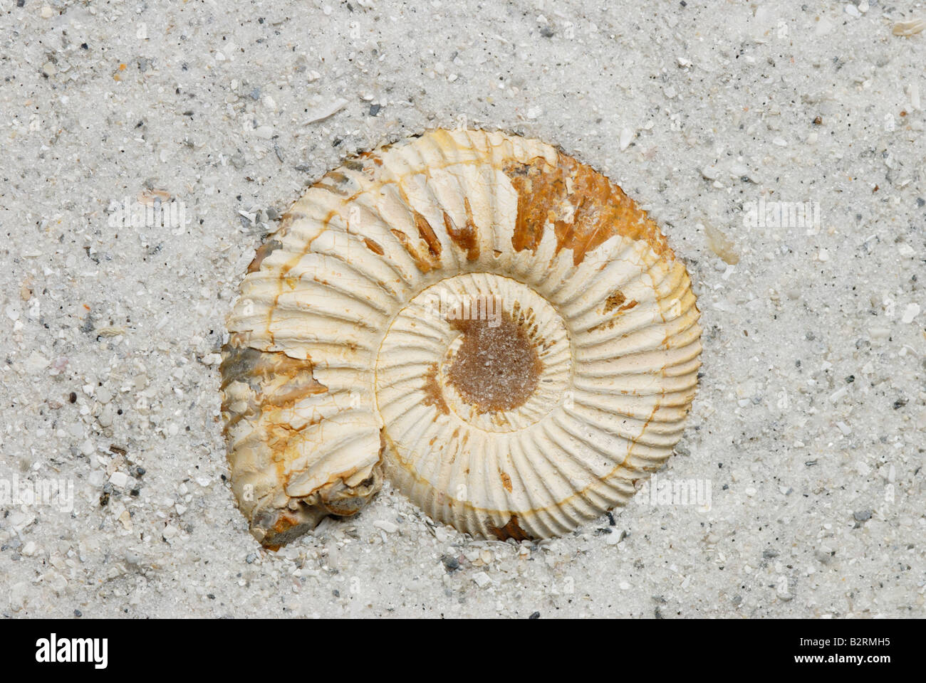 Vista exterior de un fósil de ammonites Perisphinctes sp de Madagascar período Jurásico Foto de stock