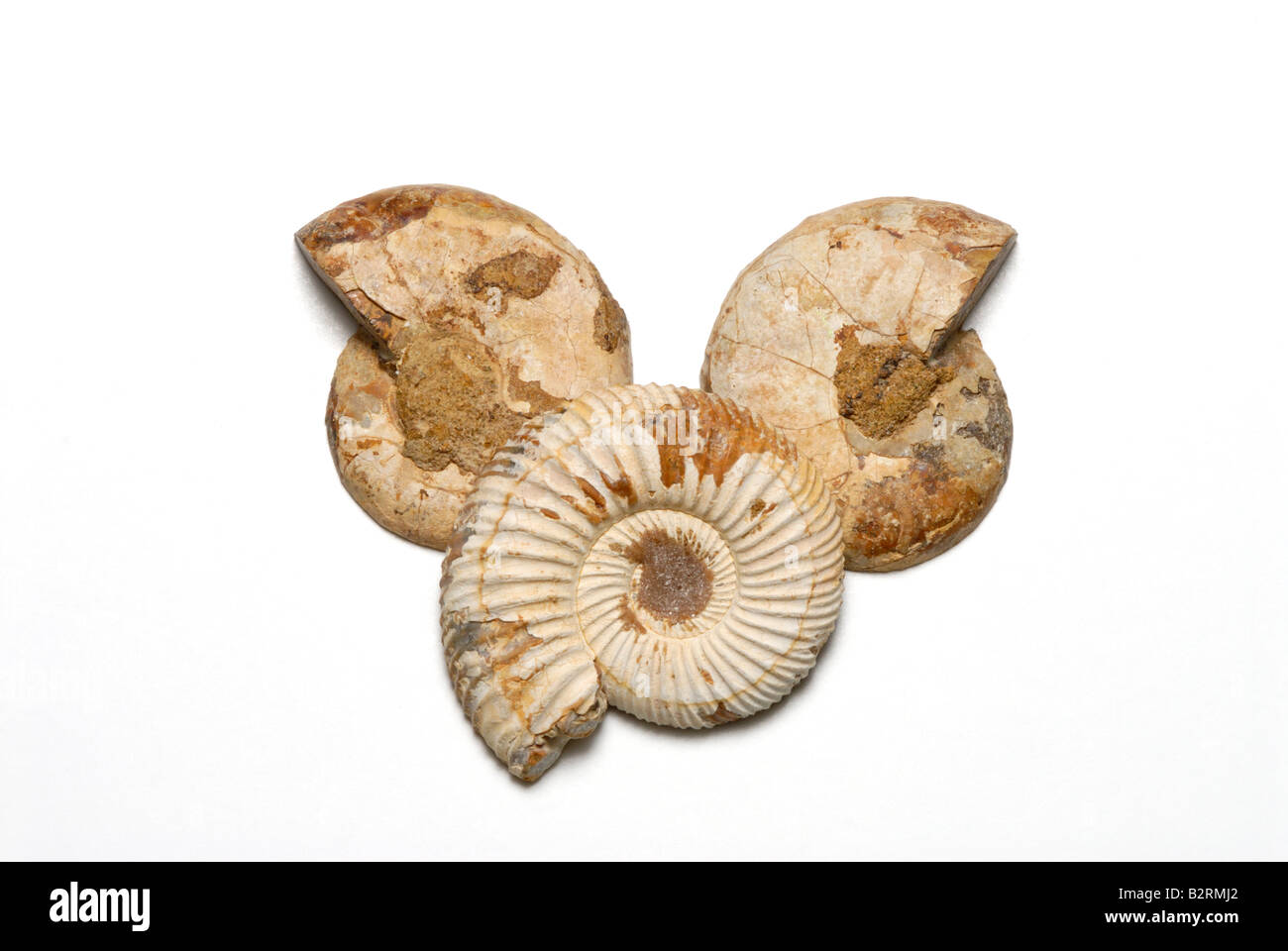 Vista exterior de fósiles de ammonites del Jurásico de Madagascar Foto de stock