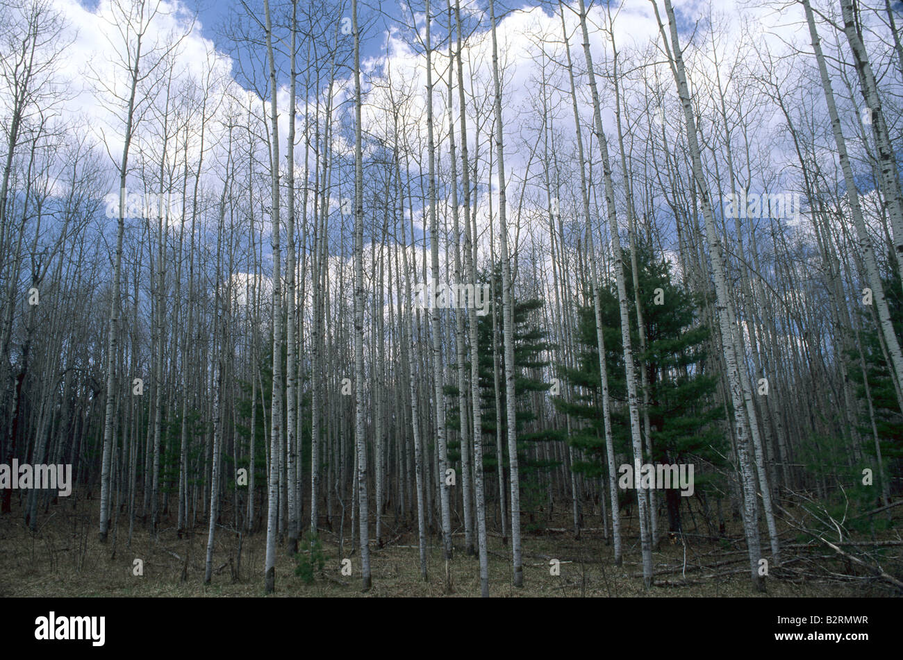 La sucesión de plantas, el Álamo siendo tomado por pino blanco - Las especies clímax Foto de stock