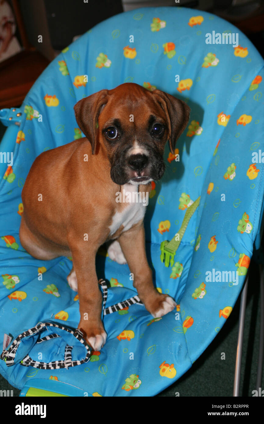 Boxer Cachorro Sentado En La Silla De Bebe Bouncer Fotografia De Stock Alamy Boxer Cachorro Sentado En La Silla De Bebe Bouncer Fotografia De Stock Alamy