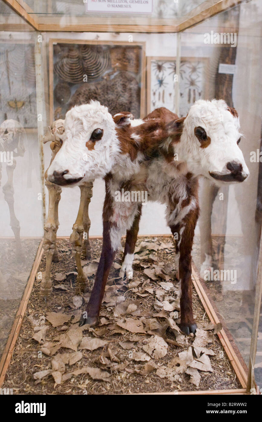 Un ternero siameses de dos cabezas exhibidas en el Museo Rocsen, Nono