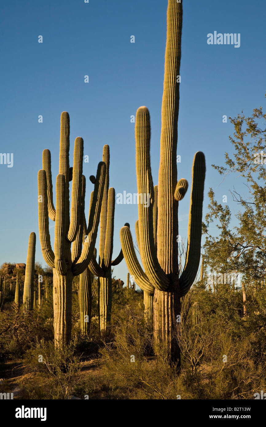 Cactus Saguaro National Park en Arizona, EE.UU. Foto de stock