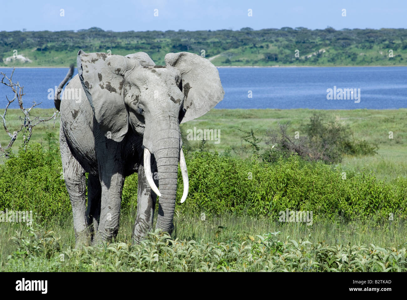 Elefante africano (Loxodonta africana), extendiendo las orejas en pantalla, amenaza Ndutu, Ngorongoro, Tanzania Foto de stock
