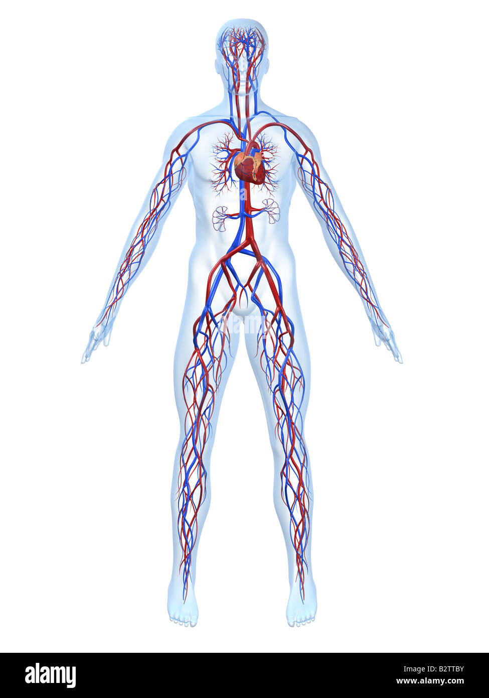 Sistema cardiovascular Foto de stock