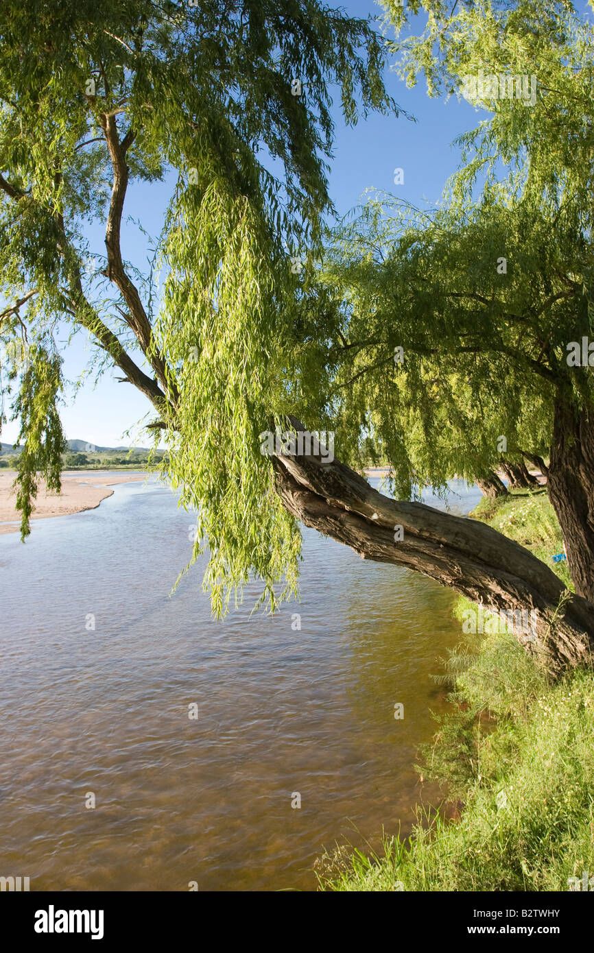 Un sauce llorón al lado de Río de Los Sauces, cerca de Nono, Traslasierra, Córdoba, Argentina