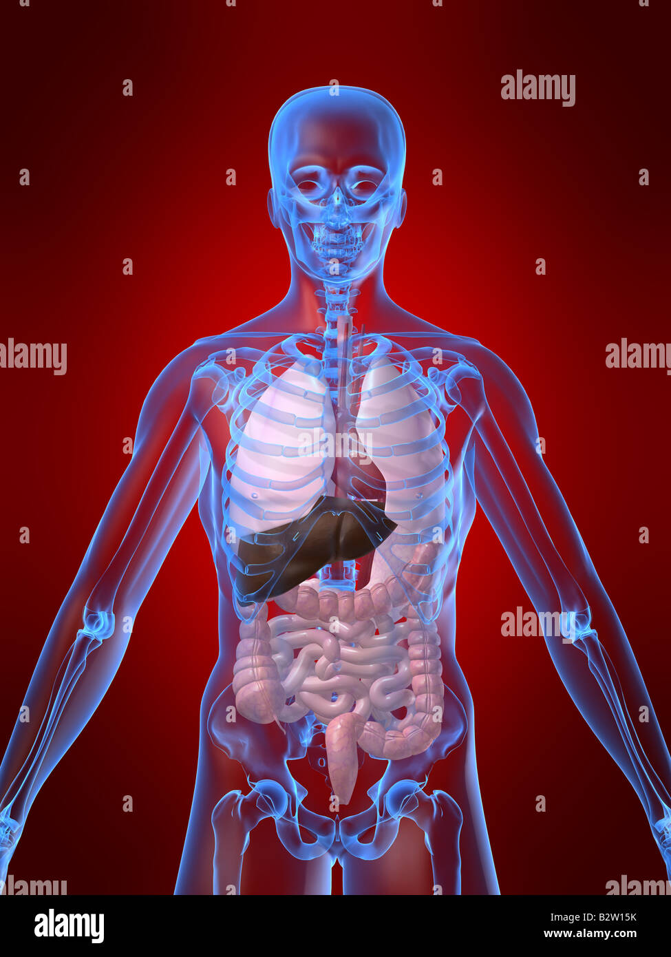 Anatomia Del Corpo Umano E Del Cuore 3d Fotografías E Imágenes De Alta ...