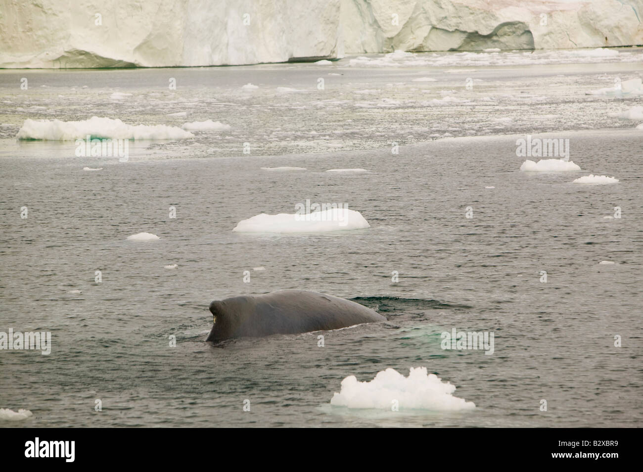 Rorcuales asfaltado entre témpanos de hielo del glaciar Jacobshavn en Ilulissat en Groenlandia Foto de stock