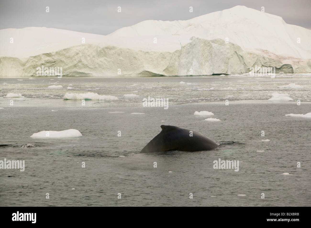 Rorcuales asfaltado entre témpanos de hielo del glaciar Jacobshavn en Ilulissat en Groenlandia Foto de stock