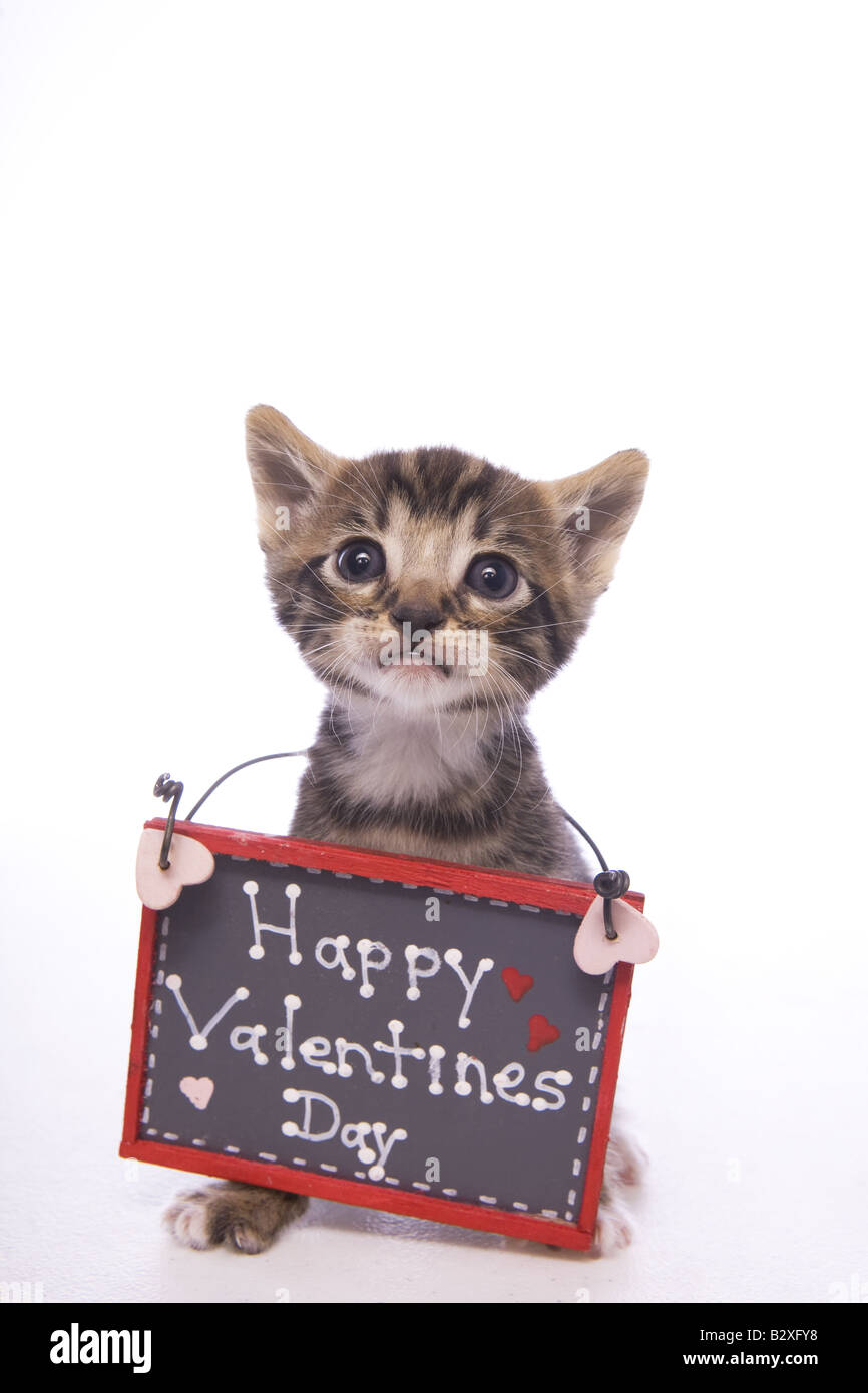 Feliz día de san valentín gatito aislado fotografías e imágenes de alta  resolución - Alamy