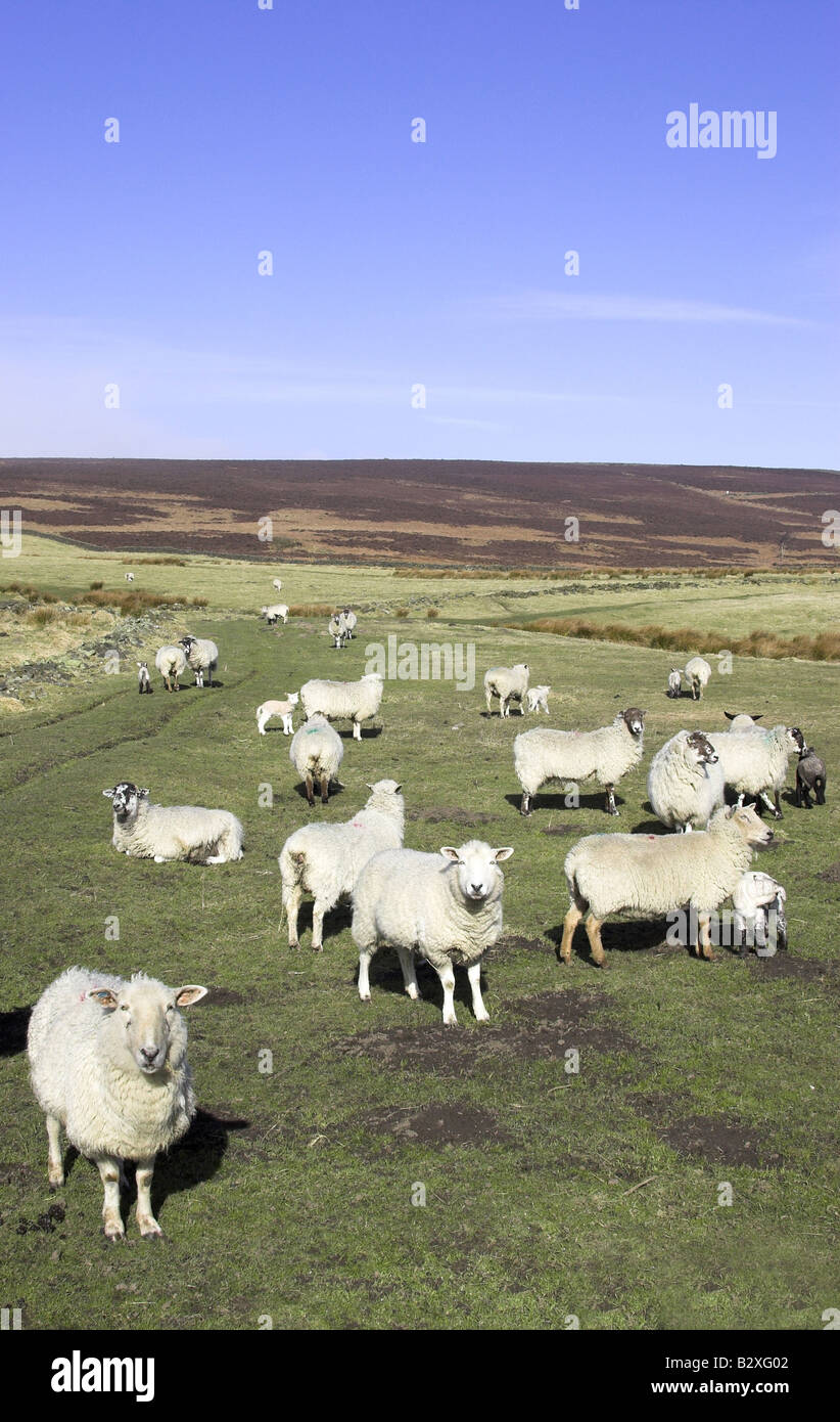 En una granja de ovejas en el Peak District, Derbyshire, Inglaterra, Reino Unido. Foto de stock