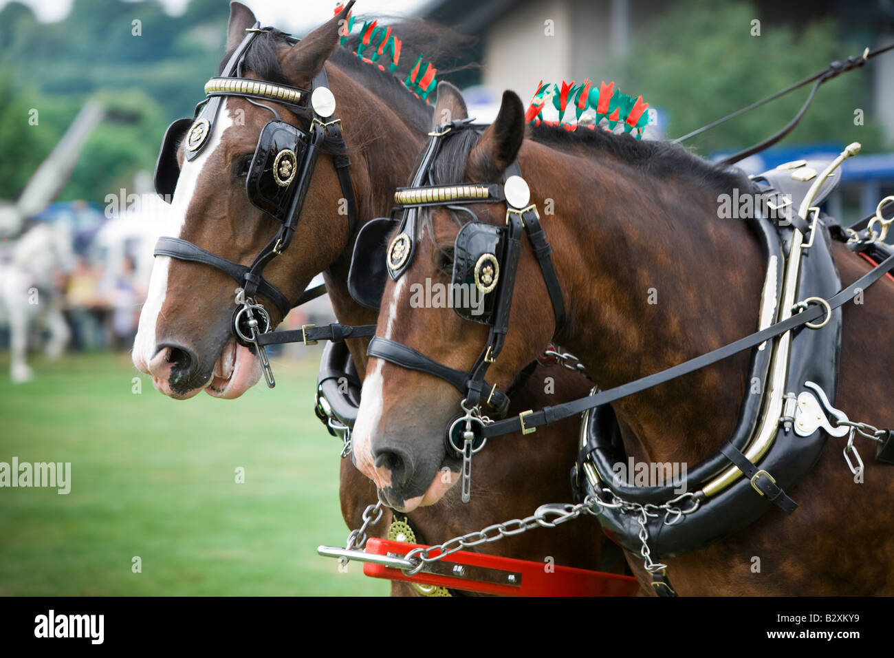 Shire Caballos en Bakewell Show Derbyshire Foto de stock