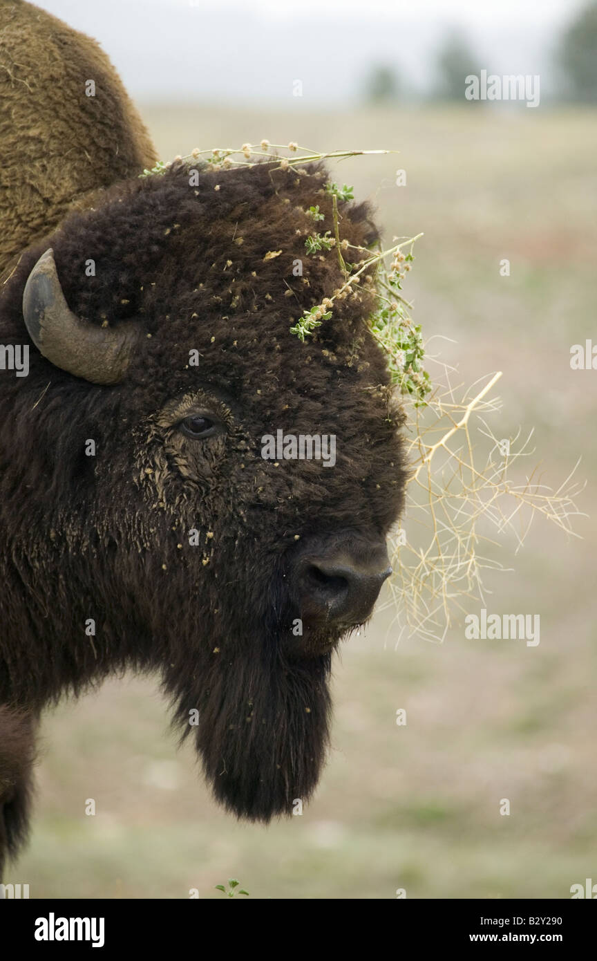 Close-up de bisonte o búfalo americano teniendo un mal día de cabello, cerca de Buffalo Gap, South Dakota Foto de stock