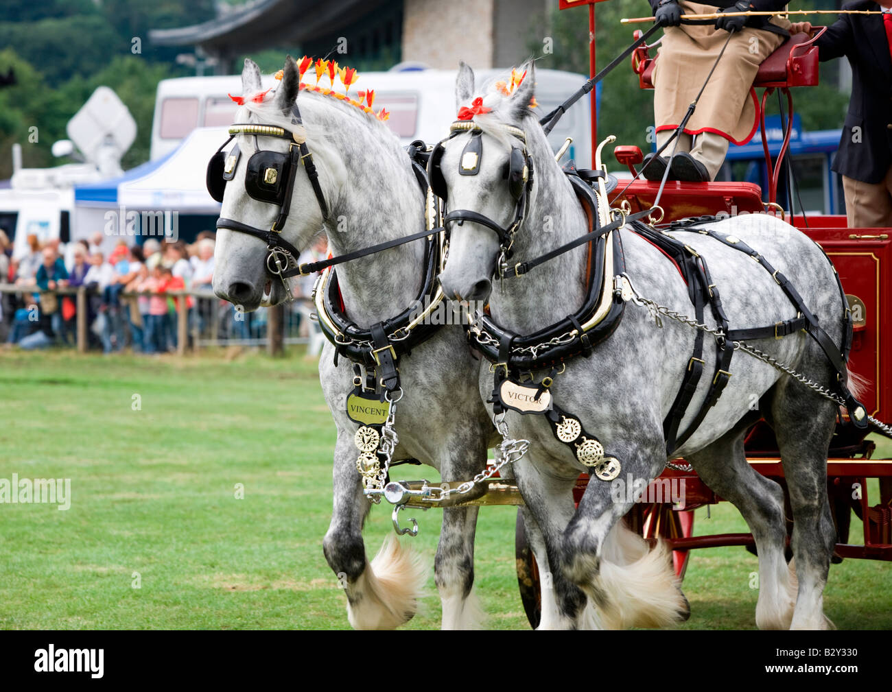 Shire Caballos en Bakewell Show Derbyshire Foto de stock