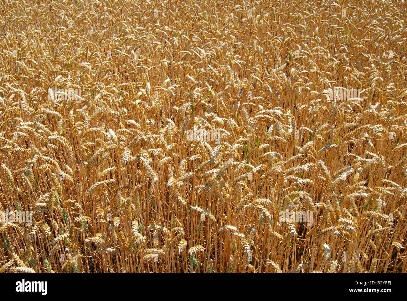 Campo de trigo en el verano, en Suffolk, Inglaterra, Reino Unido Foto de stock