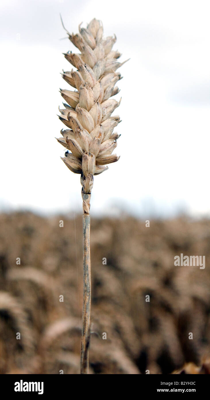 Espiga de trigo o maíz en un campo listo para la cosecha de alimentos o bio combustible Foto de stock
