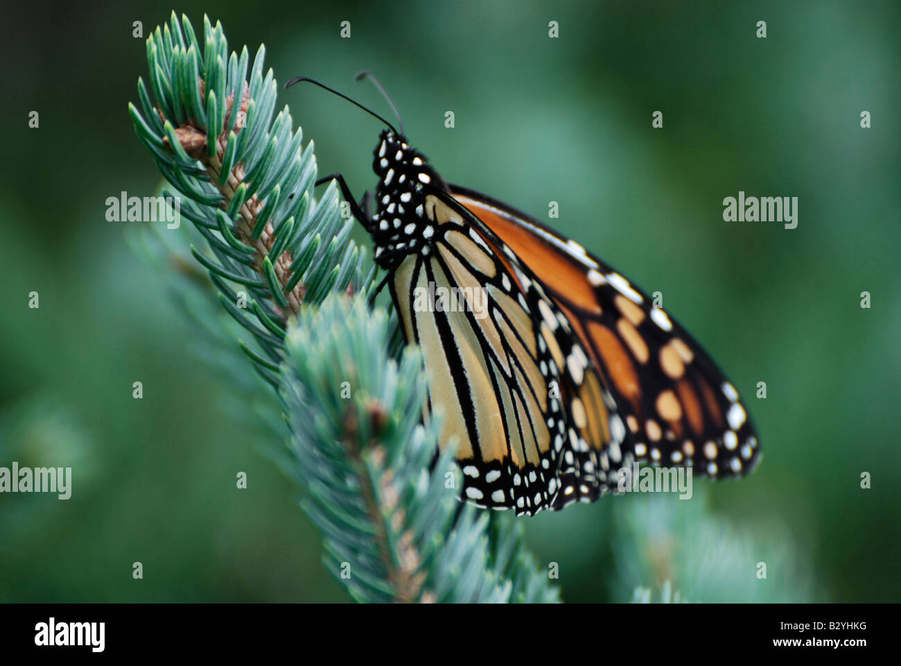 Mariposa monarca (Danaus plexippus) Foto de stock