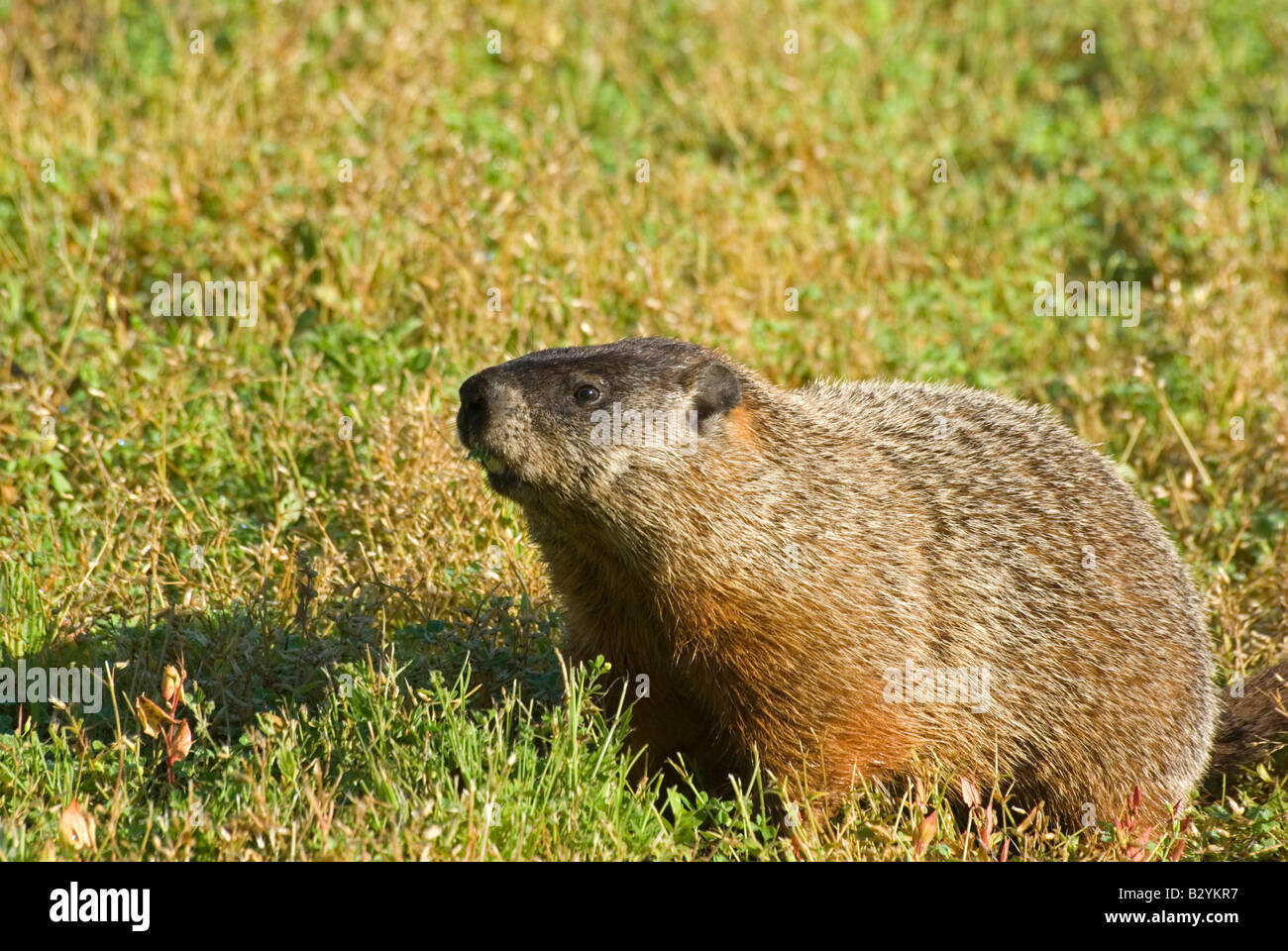 Woodchuck Groundhog Marmot Oriental, Marmota Monax Foto de stock