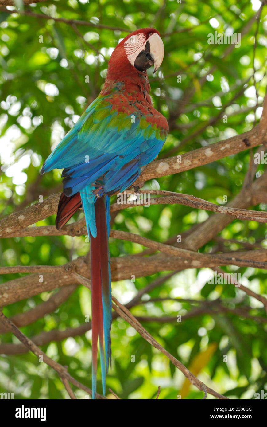 Rojo, azul y verde, Ara chloroptera guacamayo Psittacidae, Canaima, Venezuela, Sudamérica Foto de stock
