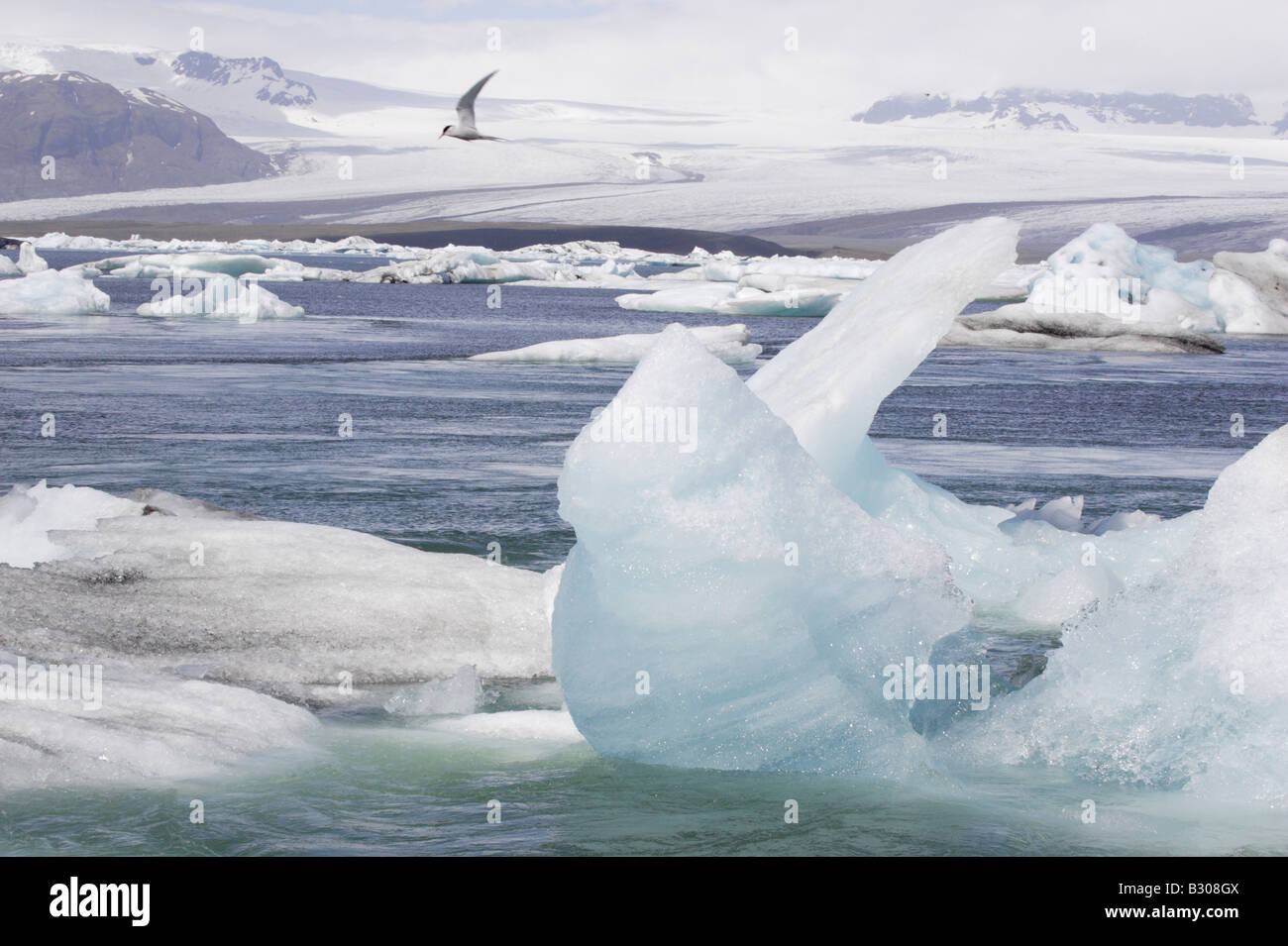 El charrán ártico laguna glaciar en Islandia Foto de stock