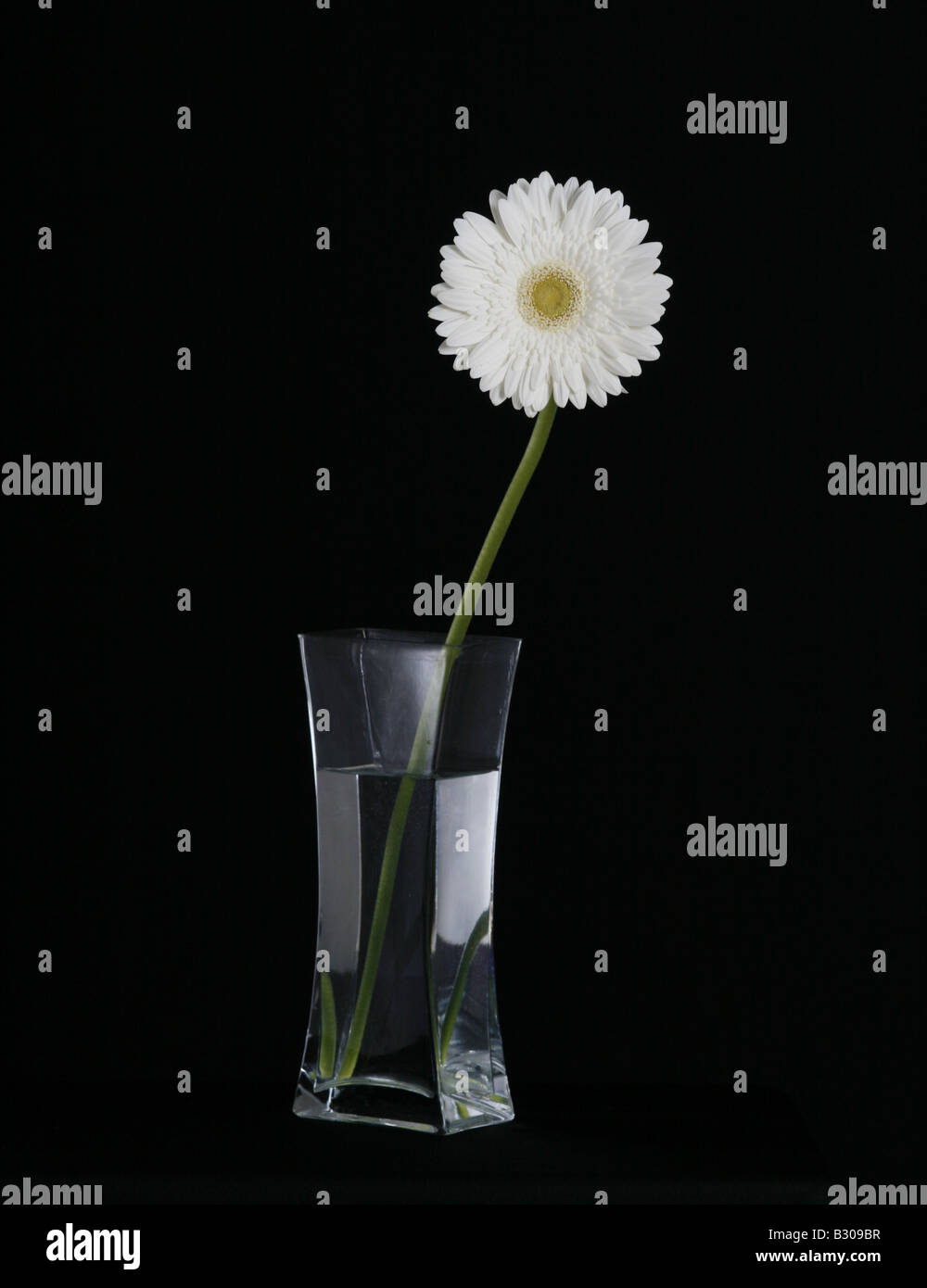 Gerbera blanca flor en un vaso de vidrio contra un fondo negro Foto de stock