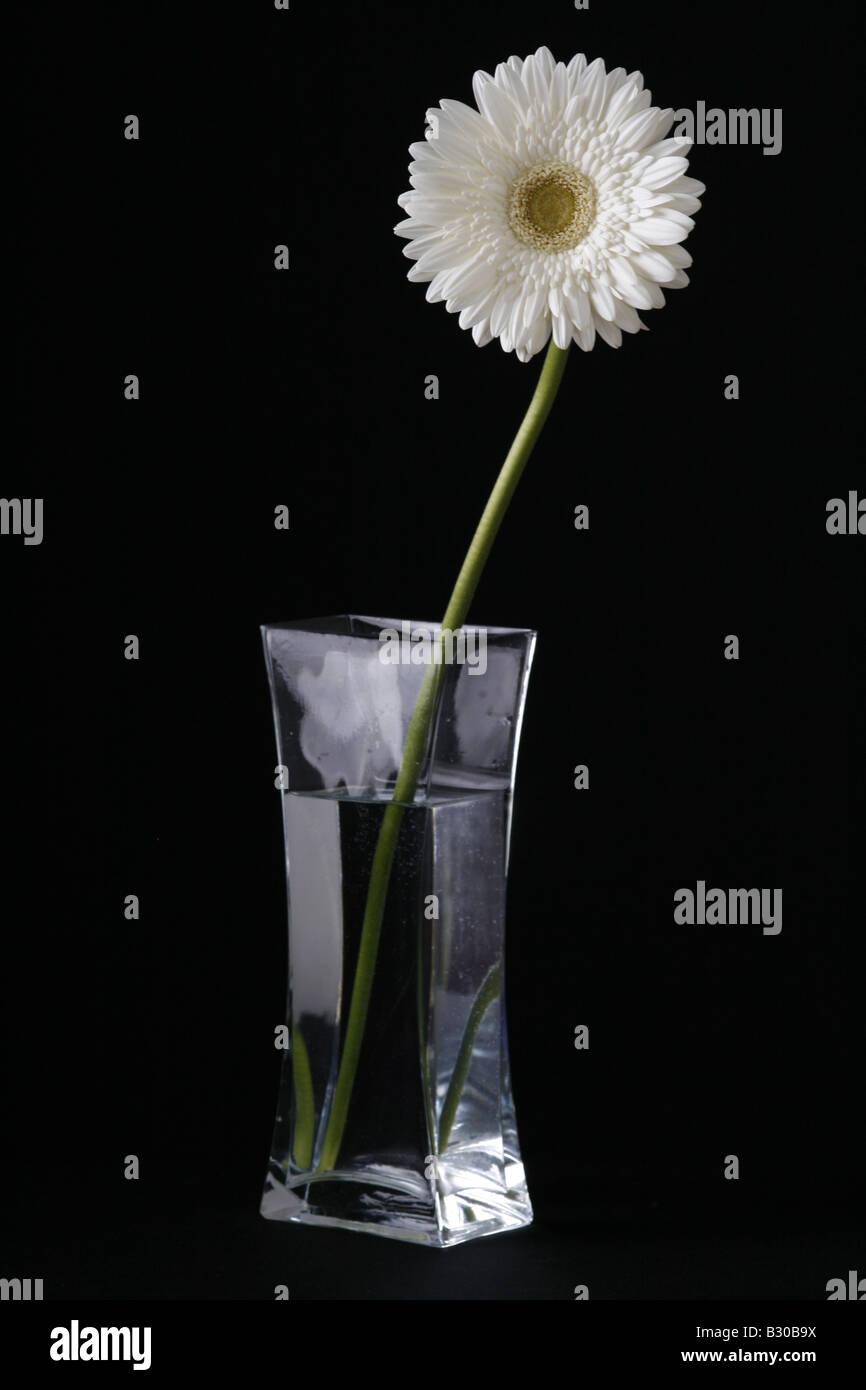 Gerbera blanca flor en un vaso de vidrio contra un fondo negro Foto de stock