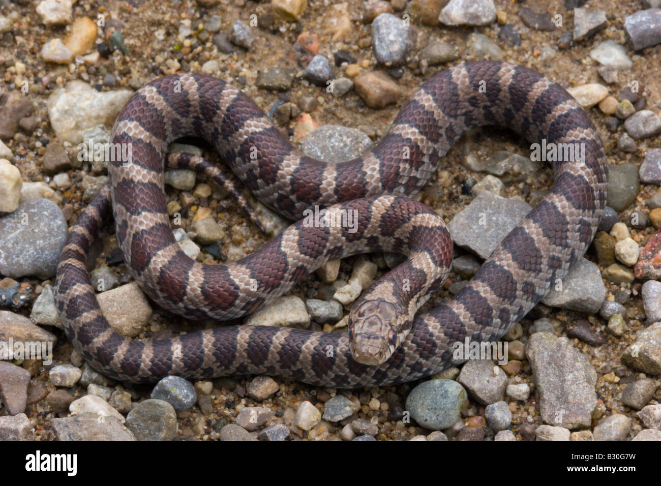 Milk Snake reptil serpiente a sangre fría Foto de stock