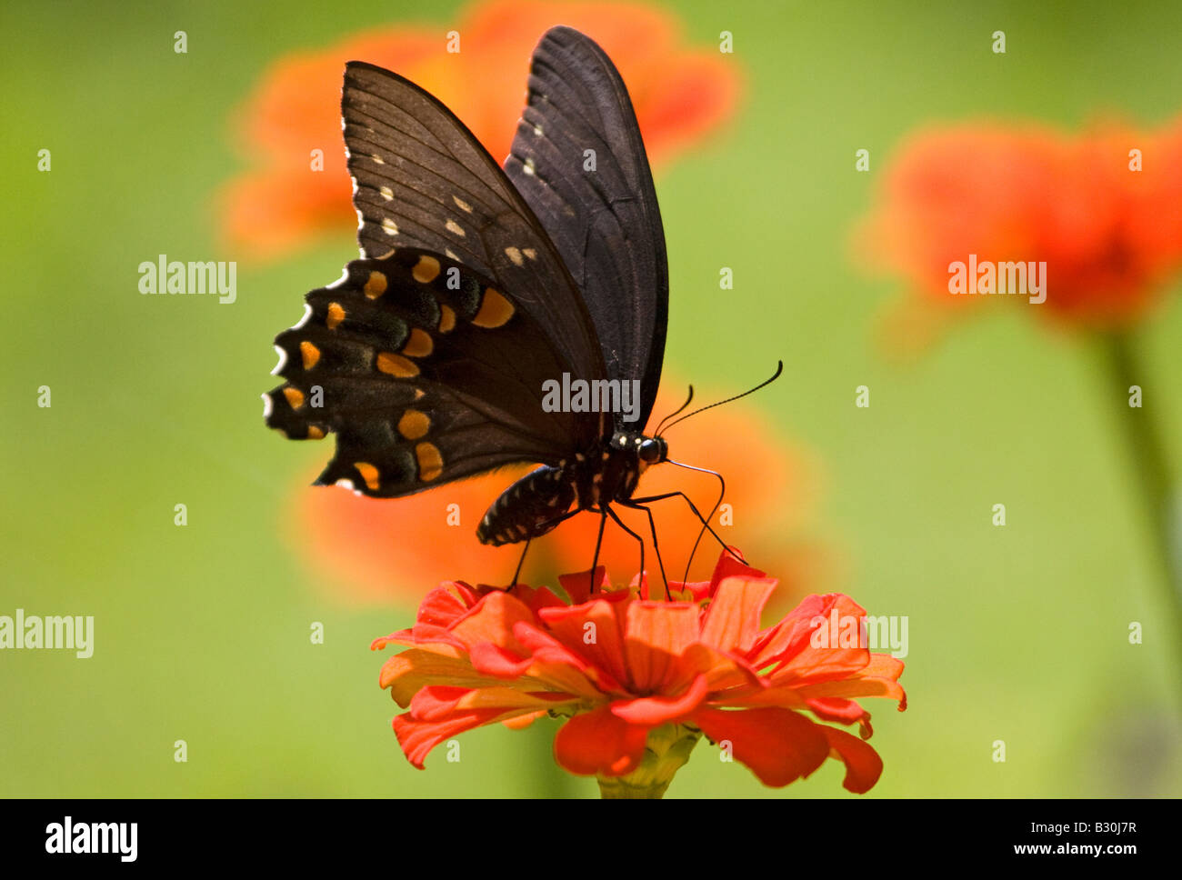 Especie de mariposa Foto de stock