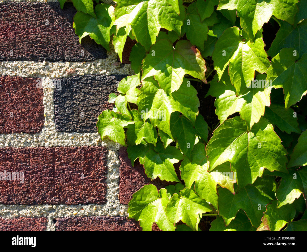 Ivy en pared de ladrillo cerrar Foto de stock