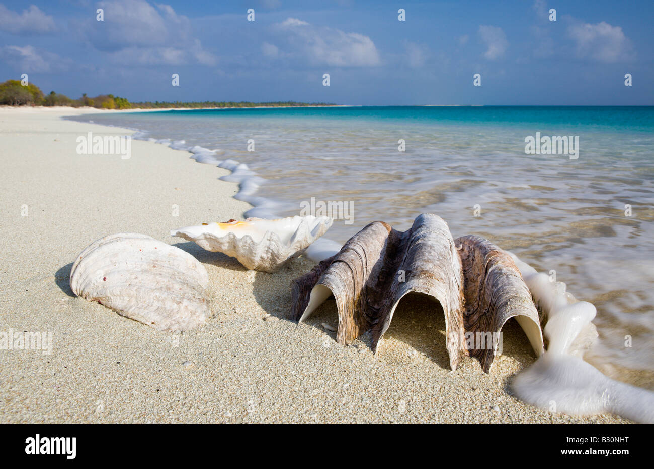 Conchas en la Playa Bikini el atolón Bikini de las Islas Marshall  Micronesia Océano Pacífico Fotografía de stock - Alamy