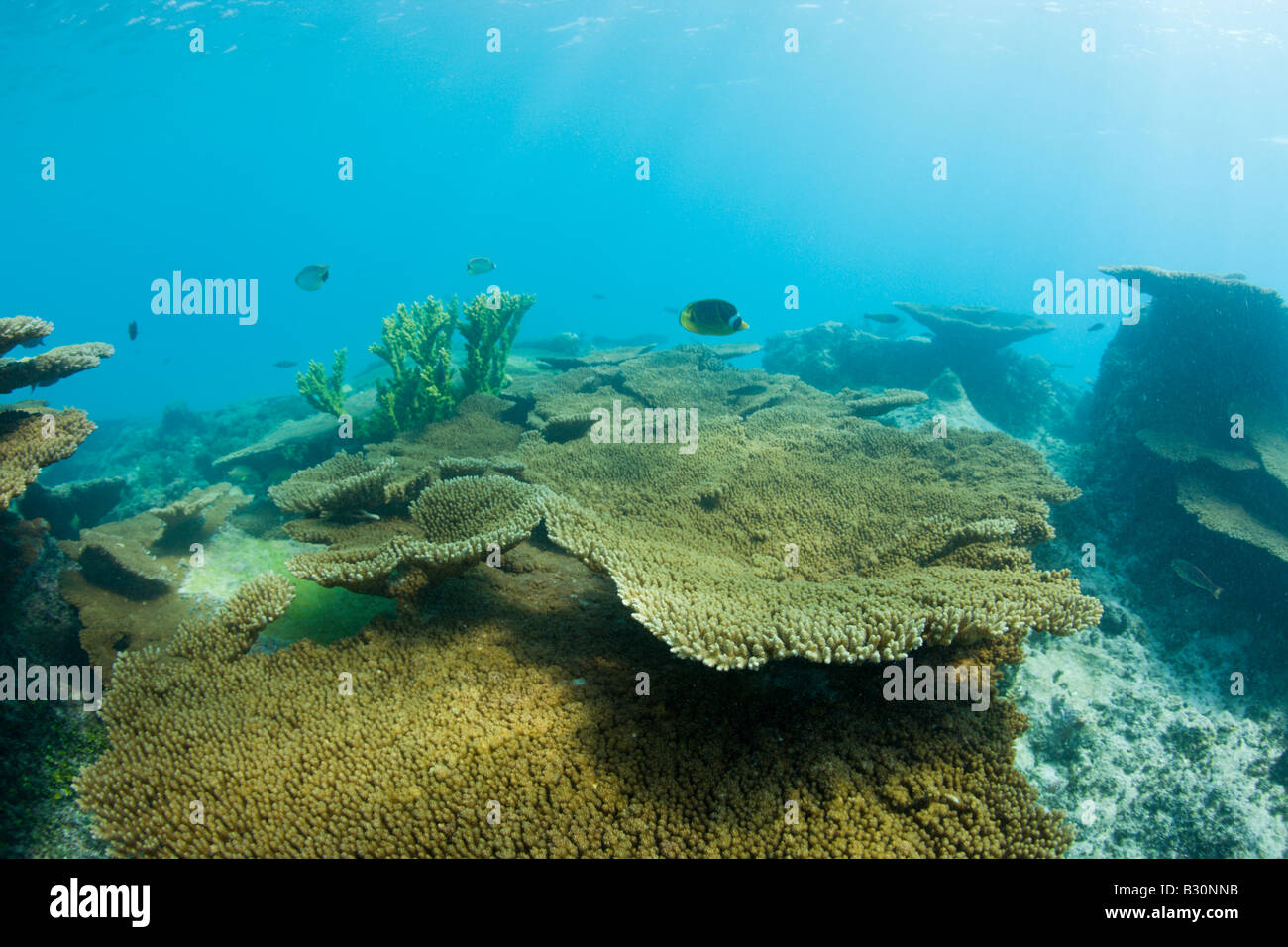Los corales en Bikini laguna del atolón Bikini de las Islas Marshall  Micronesia Océano Pacífico Fotografía de stock - Alamy