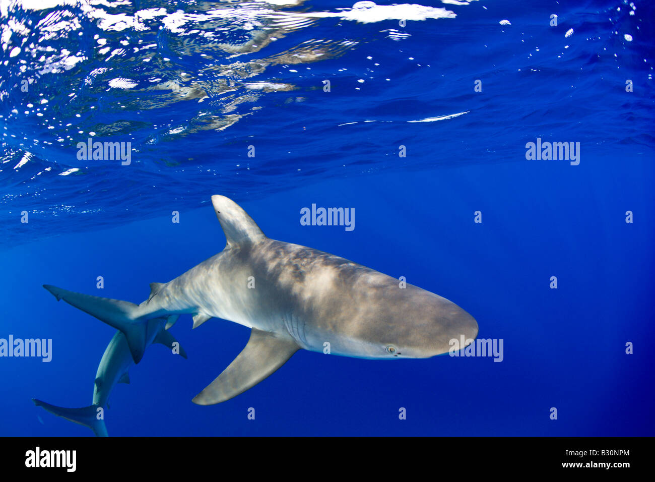 Tiburones de galápagos Carcharhinus galapagensis atolón Bikini de las Islas  Marshall Micronesia Océano Pacífico Fotografía de stock - Alamy