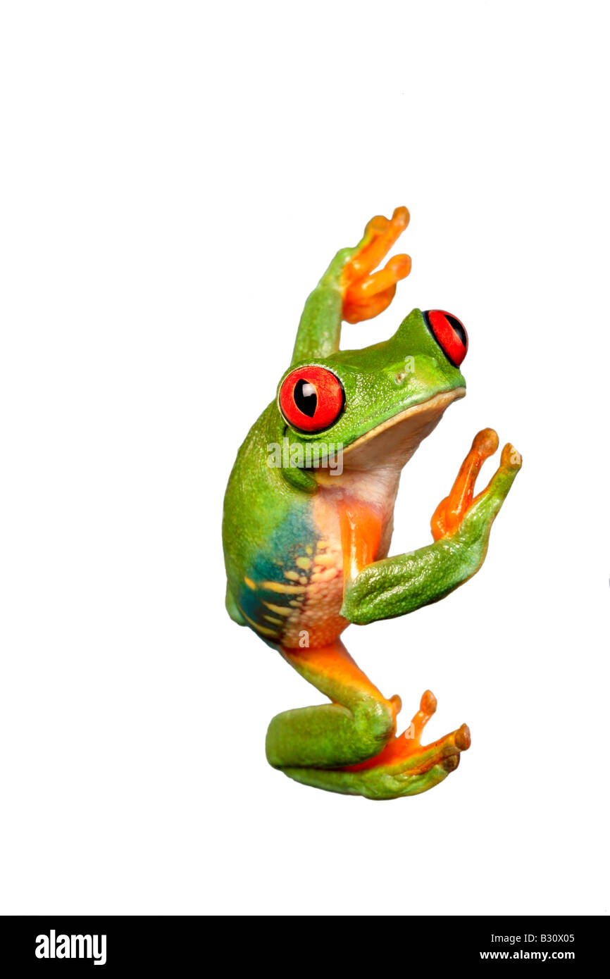 Agalychnis callidryas, rojo-eyed, treefrog redeyed treefrog treefrog, ojos rojos, Ojos rojos Ojos rojos, rana treefrog Foto de stock