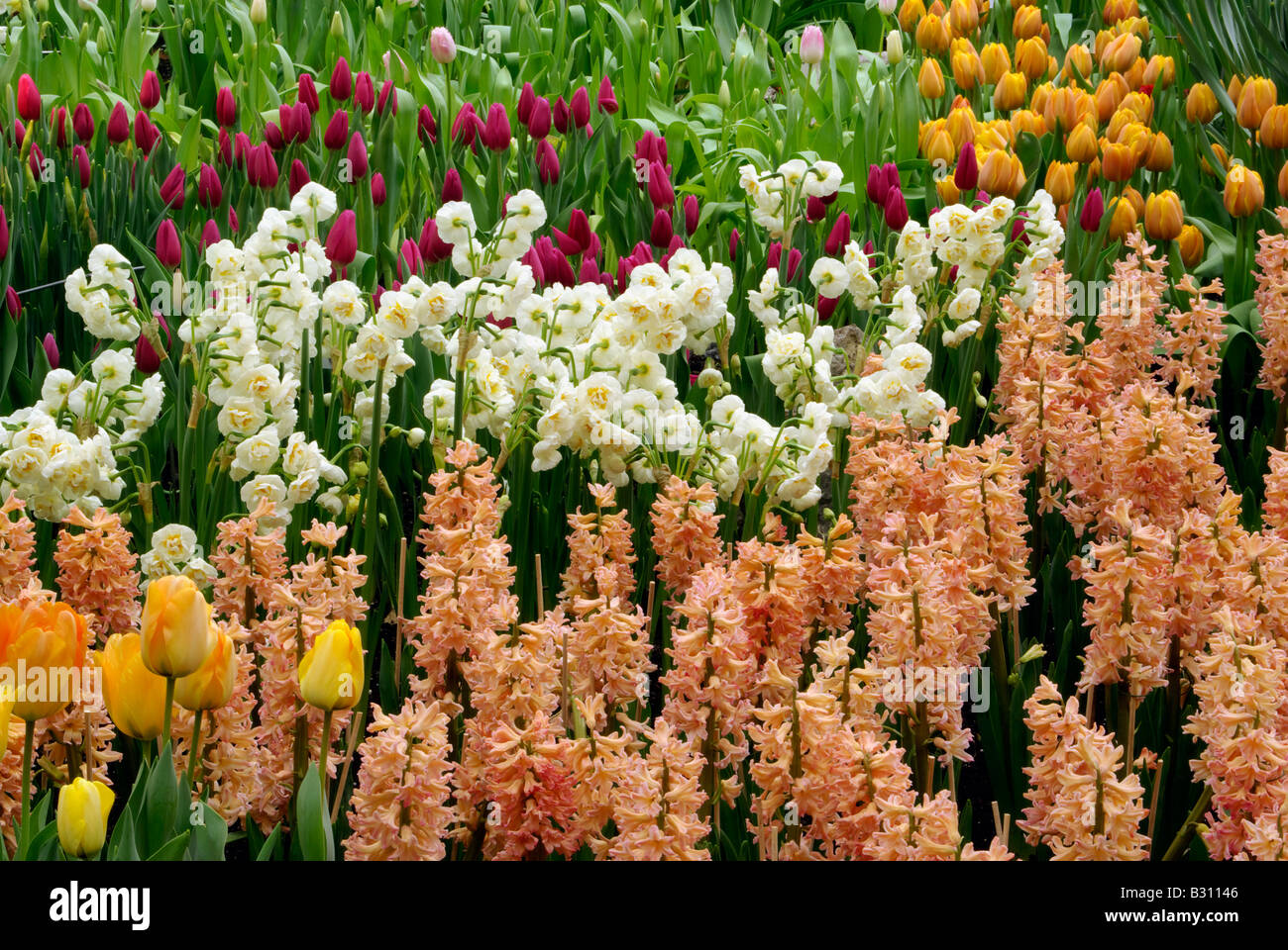 Selección de bulbos de primavera flores incluyendo jacinto Reina Gitana  Fotografía de stock - Alamy