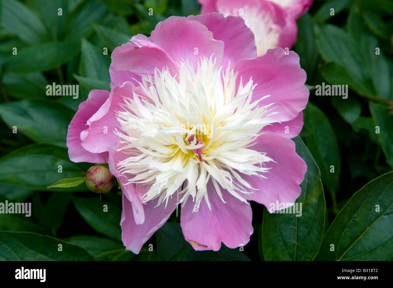 Paeonia lactiflora 'Tazón de belleza' Foto de stock