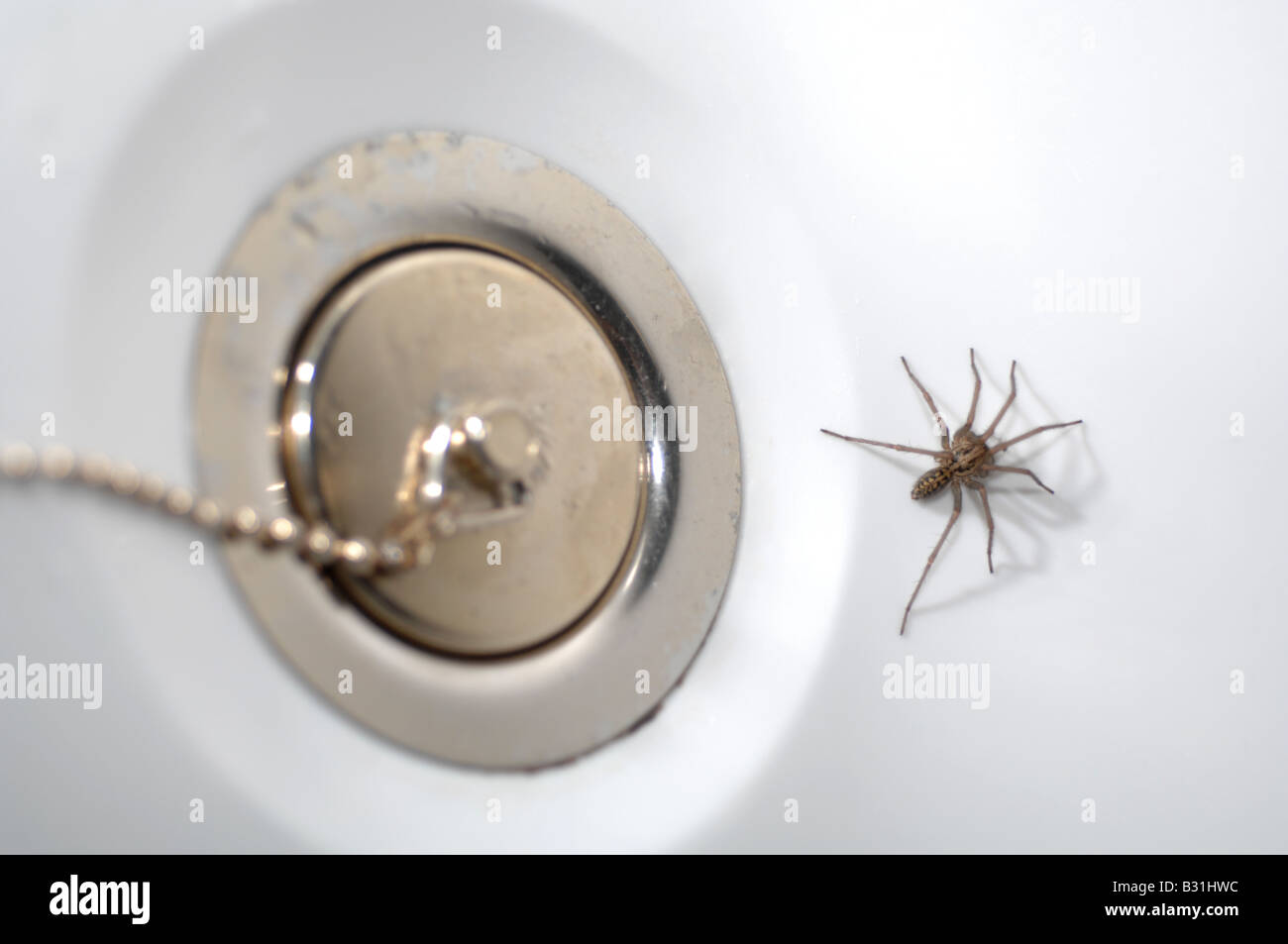 Araña en el baño, 'casa' de araña por enchufe en el baño Foto de stock