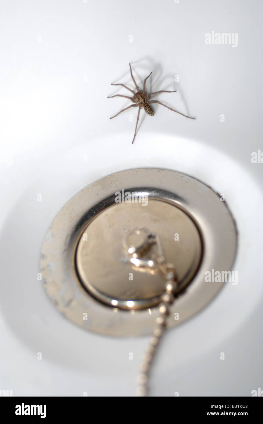 Araña en el baño, 'casa' de araña por enchufe en el baño Foto de stock