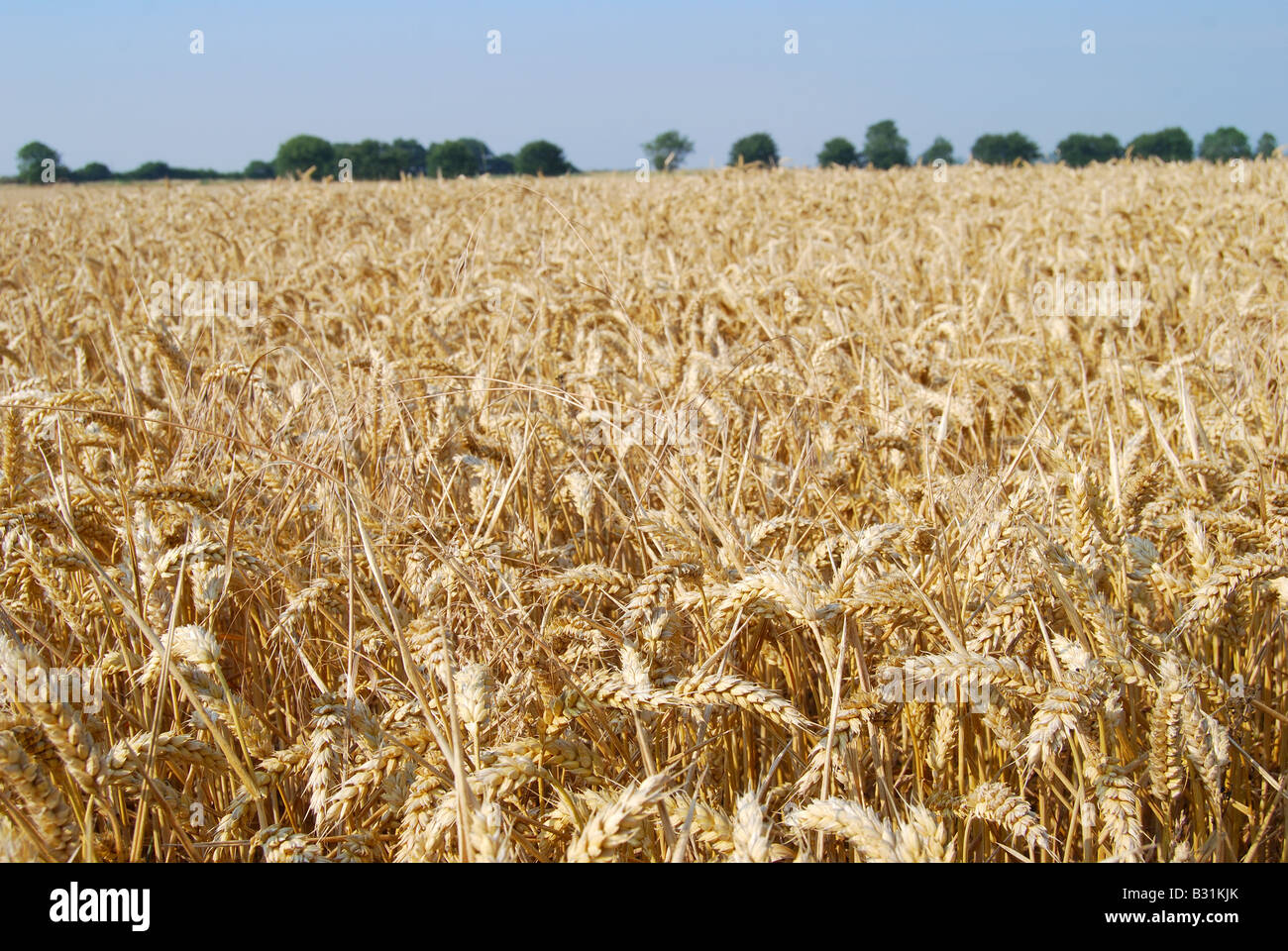 Campo de trigo en verano, Essex, Inglaterra, Reino Unido Foto de stock