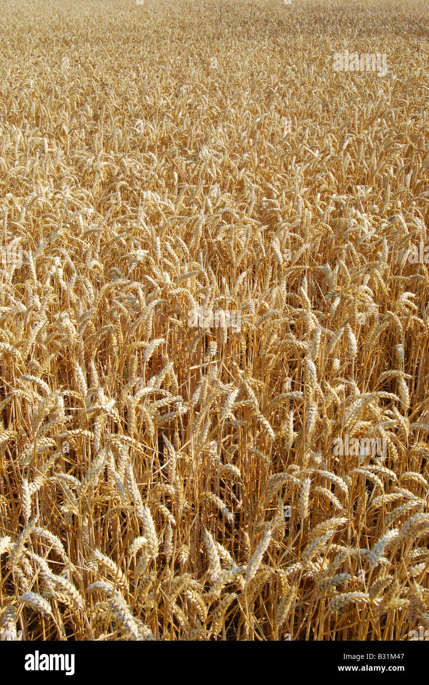Campo de trigo en verano, Essex, Inglaterra, Reino Unido Foto de stock