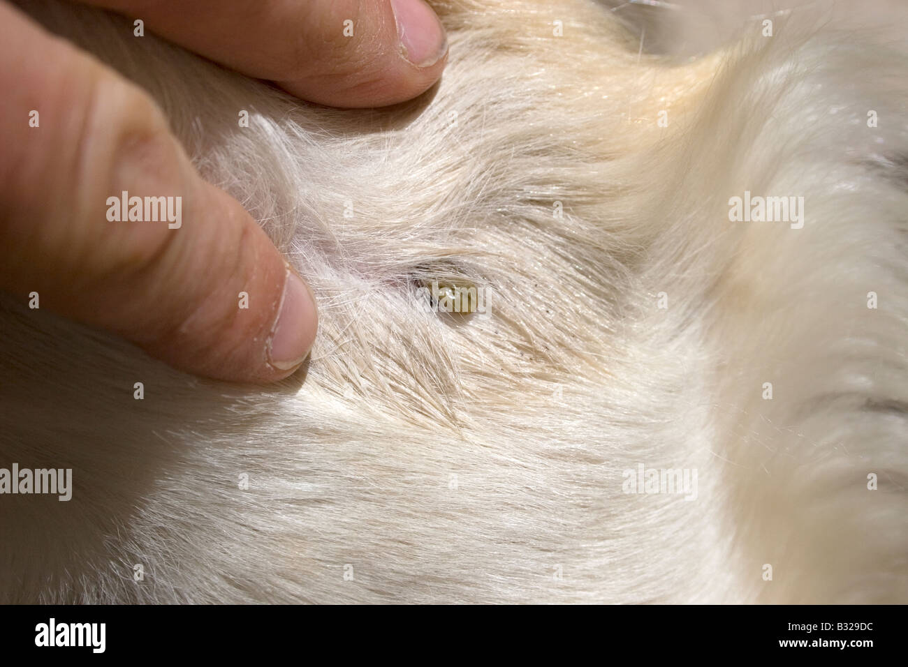 Cerrar garrapatas en el perro s fur Foto de stock