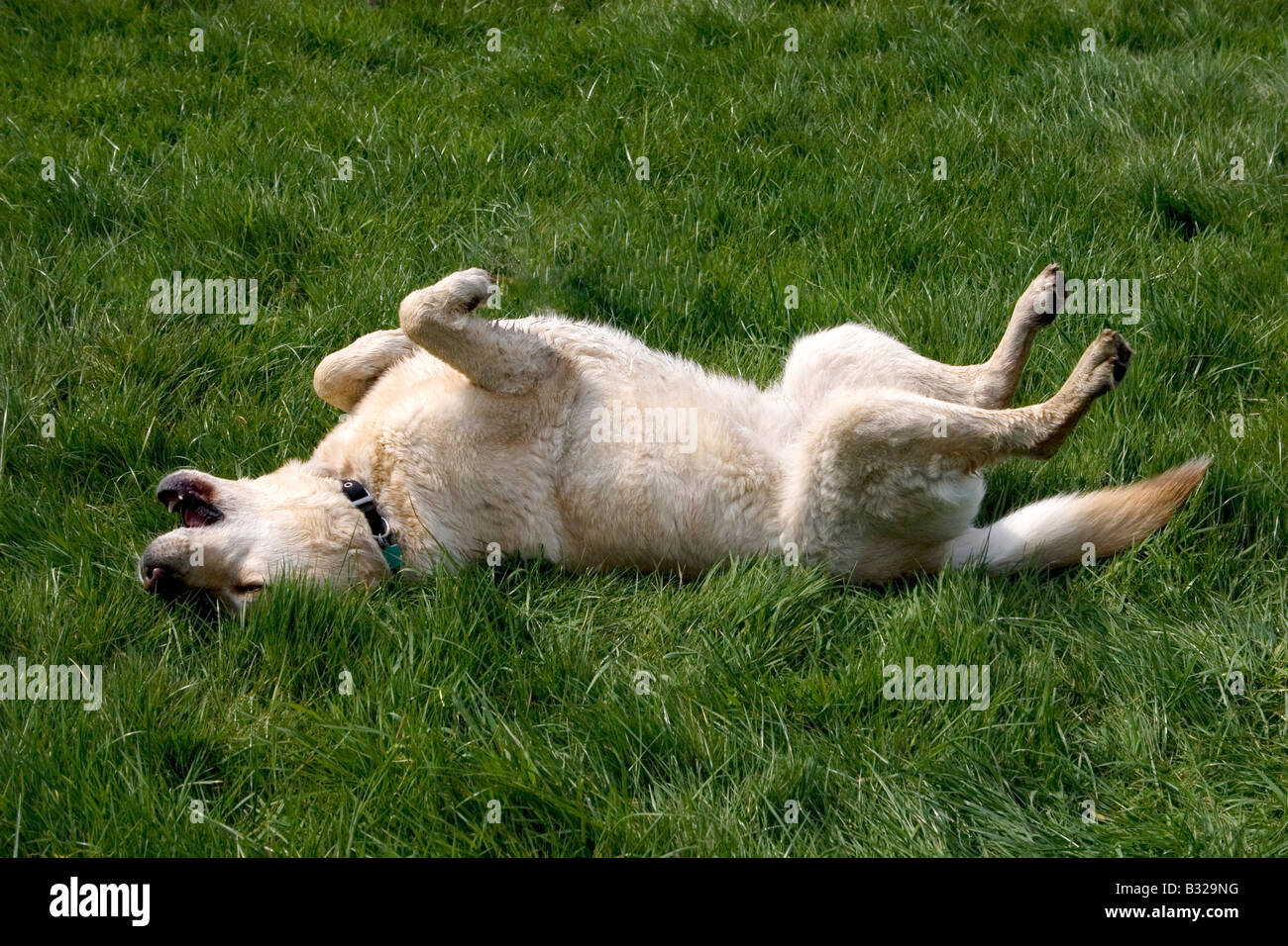 Perro Labrador rolling en hierba Foto de stock