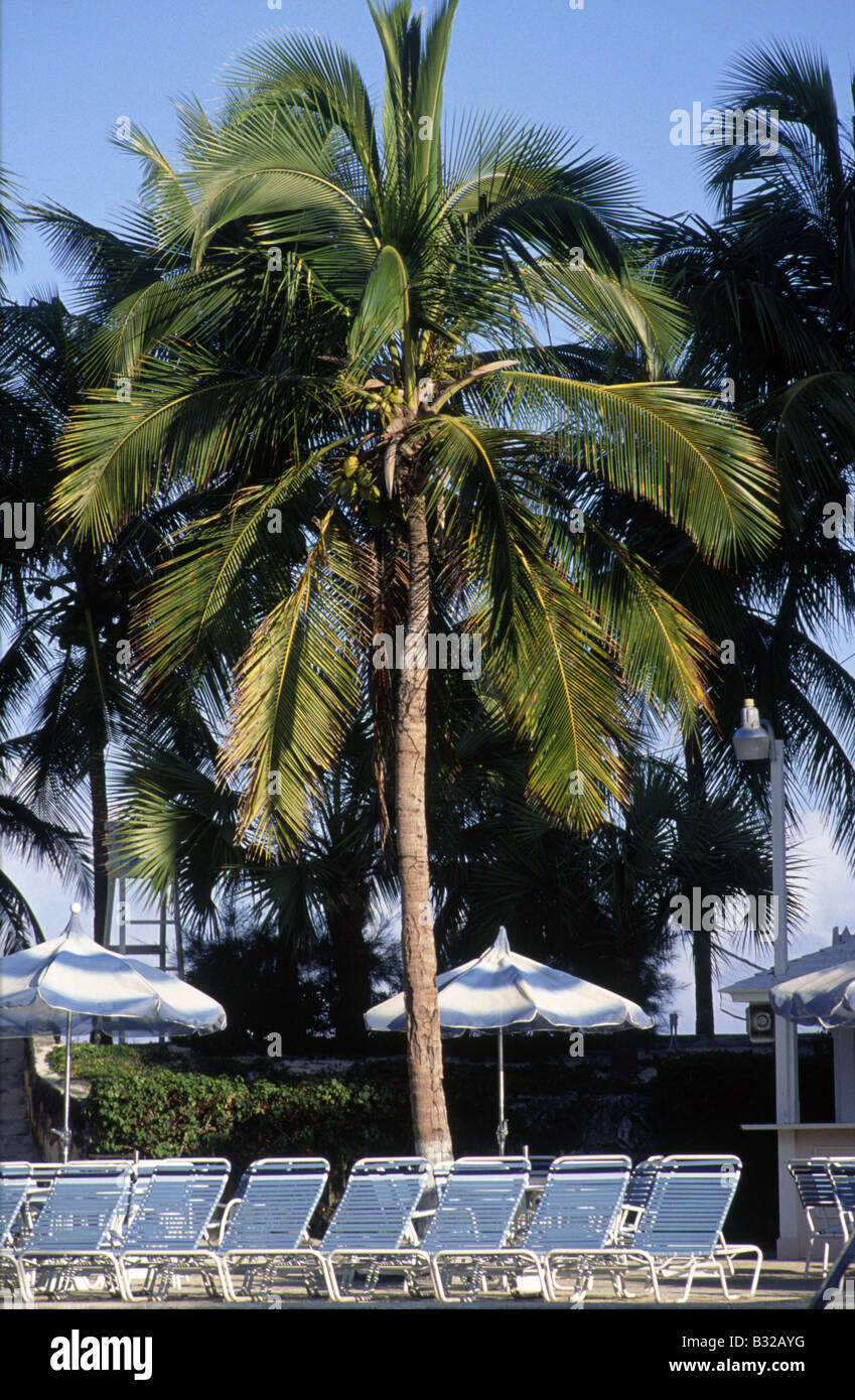 Palm Tree hamacas y sombrillas en el meridiano Royal Hotel Bahamas BORDE  DEL CABLE BEACH Nassau Nueva Providencia, Bahamas Fotografía de stock -  Alamy