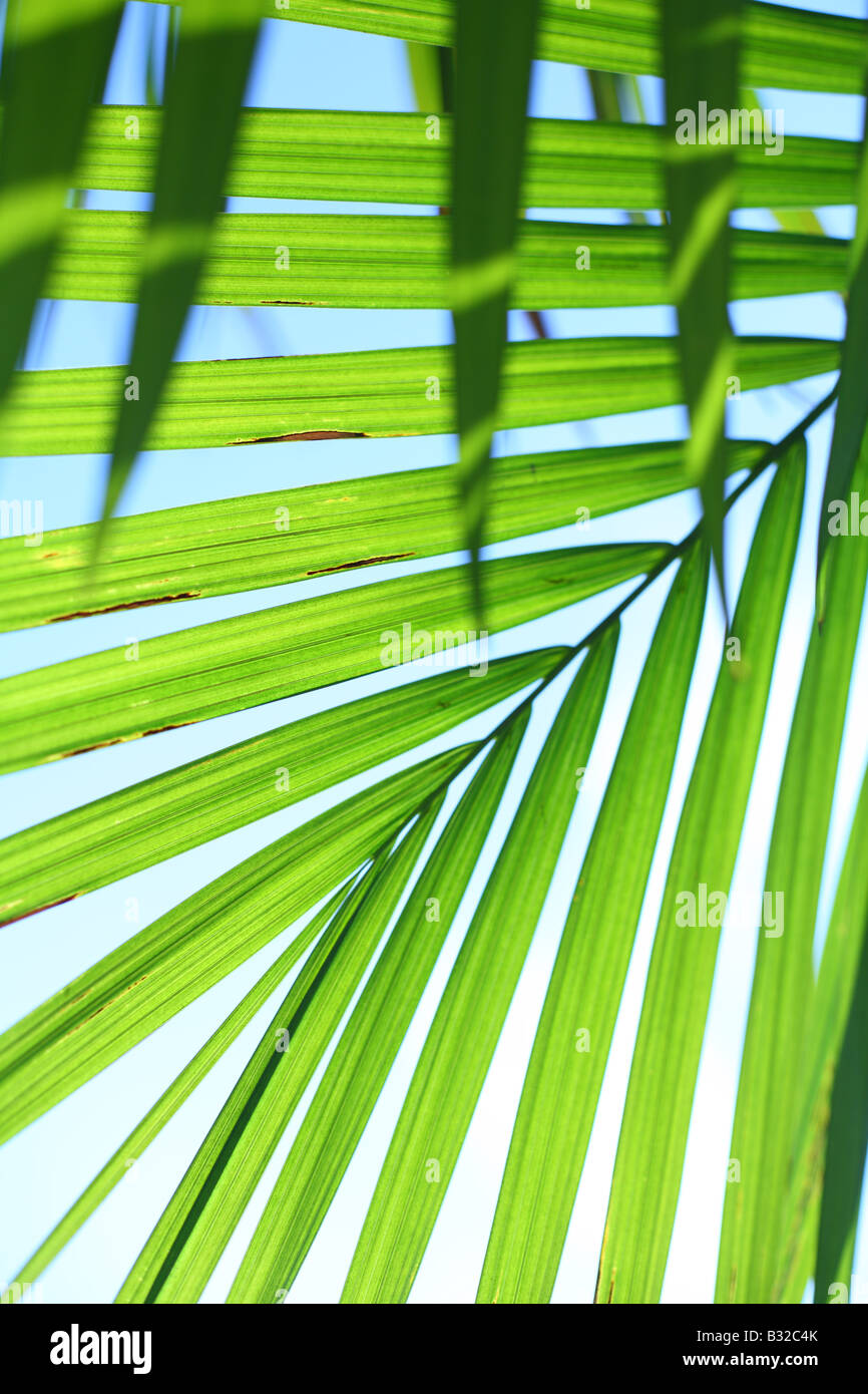 Rama de palmera tropical textura Foto de stock