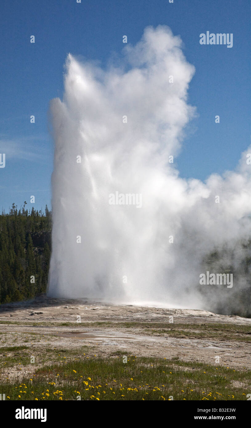 OLD Faithful Geyser erupciona hourly enviar 8 400 galones de agua hirviendo de 184 pies en el aire del Parque Nacional Yellowstone, Wyoming Foto de stock