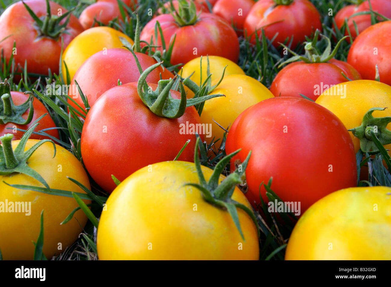 Surtido de tomates rojos y amarillos, fresco del jardín, sobre el césped. Foto de stock