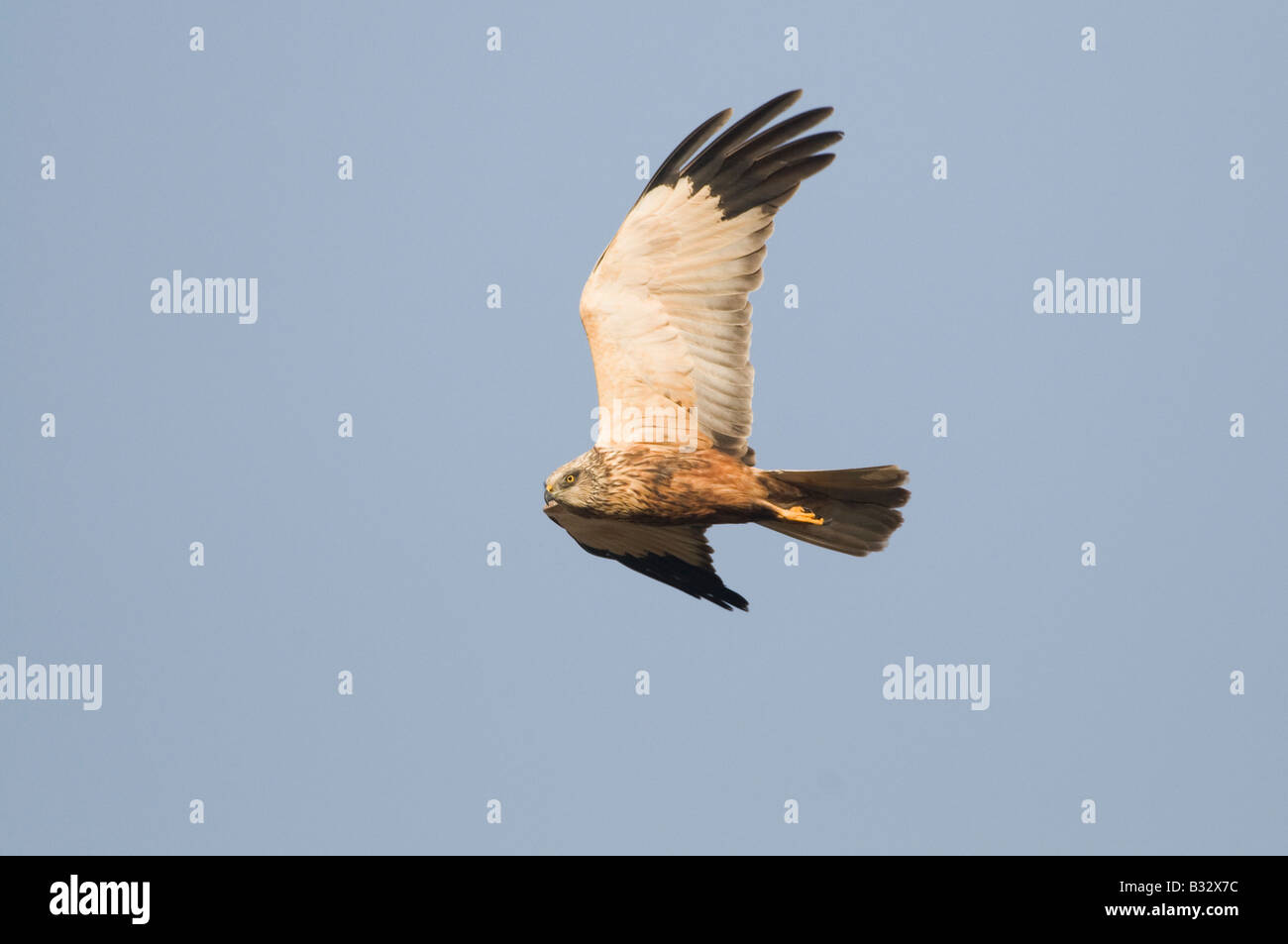 Aguilucho lagunero Circus aeruginosus macho Reserva RSPB Titchwell Norfolk Abril Foto de stock