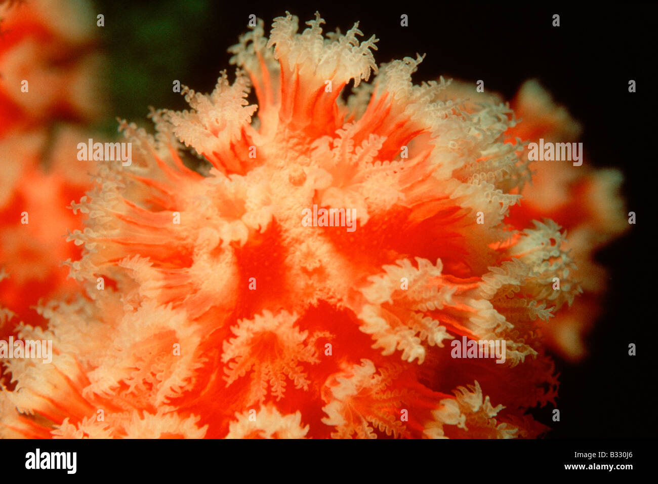 Norte de Octocoral, gorgonias coral de aguas profundas (Paragorgia arborea) en arrecifes de coral Foto de stock